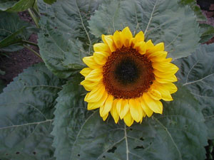 Если бы в атмосфере было больше влаги, то, чтобы быть таким красивым, этому подсолнуху приходилось бы тратить гораздо больше сил (фото с сайта www.mariquita.com)