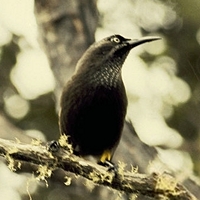 Последний из рода мохо