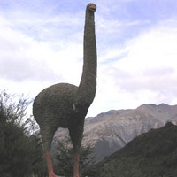 Примерно так выглядели птицы моа (изображение с сайта darkwing.uoregon.edu)