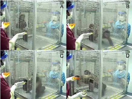 Обезьянки давали жетон экспериментатору и получали награду в виде фруктов или желатиновых кубиков (фото с сайта www.som.yale.edu)