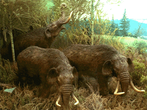 Мастодонты выглядели примерно так (изображение с сайта www.calvin.edu)