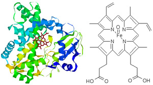 По-видимому, ведущую роль в структурной организации цитохромов P450 (на рисунке) и их взаимодействии с химическими веществами играют определенные пространственные конфигурации отдельных фрагментов белка, характерные складки и спирали этой длинной молекулы (изображение с сайтов quanta.synchem.kyoto-u.ac.jp и www.steve.gb.com)