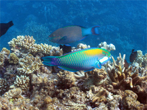 Рыбы-попугаи (фото с сайта www.marine.uq.edu.au)