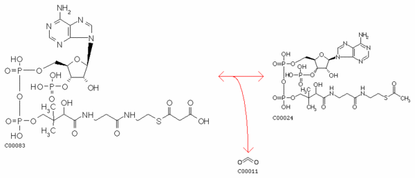 Реакция, катализируемая ферментом малонил-кофермент А декарбоксилазой. Малонил-кофермент А (слева) распадается на ацетил-кофермент А (справа) и углекислый газ (рис. с сайта www.genome.ad.jp)