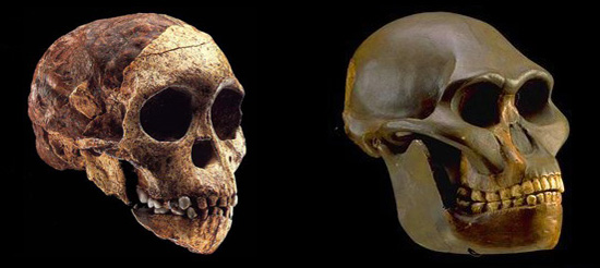 Австралопитек африканский (3–2,5 млн лет назад). Череп детеныша (слева) выглядит почти по-человечески, чего не скажешь о черепе взрослого (справа). Фото с сайтов www.evolbiol.ru и www.mnh.si.edu
