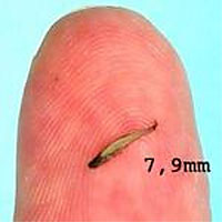 Самка Paedocypris progenetica, длина 7,9 мм. Обнаружена в 2005 году в болотах Суматры (фото с сайта newsinfo.ru)