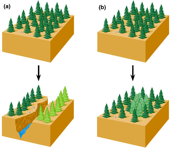 Аллопатрическое (a) и симпатрическое (b) видообразование. Copyright © Pearson Education, Inc., publishing as Benjamin Cummings