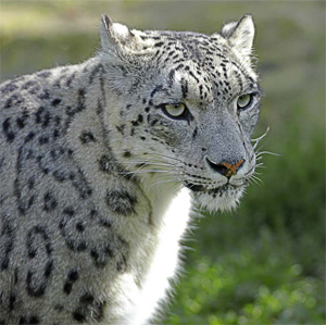 Снежный барс, или ирбис, — хищник длиной около полутора метров с красивой, белой с черными пятнами шкурой и с метровым, очень пушистым хвостом. В его анатомии и образе жизни сочетаются признаки больших и малых кошек. Например, как все малые кошки, ирбисы мурлычут. А здесь можно услышать, как они угрожающе рычат (фото с сайта www.treknature.com)