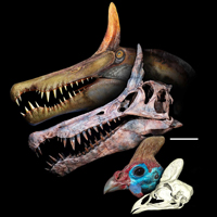На голове нового вида спинозавров красовался саблевидный костный выступ