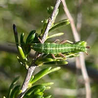 Калифорнийский палочник Timema cristinae