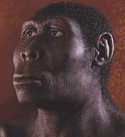 По-видимому, многие разновидности древних людей, до сих пор считавшиеся вымершими тупиковыми ветвями, не исчезли бесследно. Их прямые потомки живут и поныне — это мы с вами (изображение с сайта www.d.umn.edu)