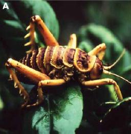 Этот вид новозеландских бескрылых кузнечиков (Deinacrida rugosa) достигает 7 см в длину. Фото из статьи в Science