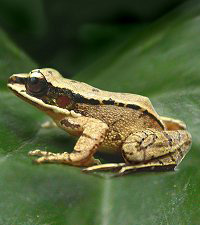 Громкий плеск горного ручья не так-то просто переквакать маленькой лягушке. Некоторые китайские земноводные решили проблему оригинальным способом — перешли на ультразвук (фото с сайта www.abc.net.au)