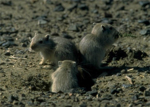 Большие песчанки — типичные обитатели пустыни. Ученым удалось проникнуть в тайны духовной жизни зверьков, изучая содержание «гормонов стресса» в их фекалиях (фото с сайта www.gerbils.pwp.blueyonder.co.uk)