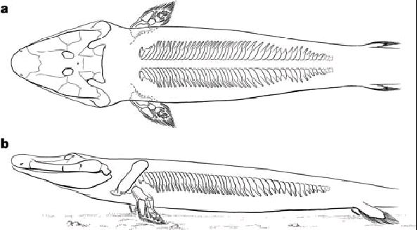 Так реконструировали тиктаалика авторы открытия. Вид сверху и сбоку (рис. из статьи в Nature)