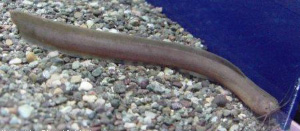 Клариевый сомик Channallabesаpus apus больше похож на угря, чем на обычного сома (фото с сайта www.planetcatfish.com)