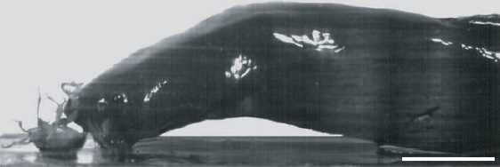 Сомик Channallabesаpus apus способен питаться на суше. На фотографии видно, как он изящно изгибает шею, чтобы схватить жука (фото из статьи в Nature)