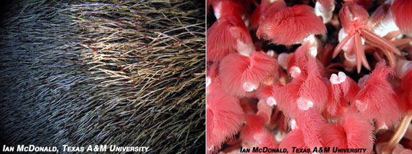 Вестиментиферы — родственники кольчатых червей, типичные обитатели глубоководных гидротермальных оазисов. Вестиментиферы не имеют пищеварительной системы и живут за счет симбиотических серных бактерий. Их кишечник превратился в тяж, наполненный микроскопическими симбионтами. Кровь вестиментифер переносит не только кислород, необходимый самому червю и бактериям для дыхания, но и сероводород, который служит бактериям пищей (фото с сайта www.unites.uqam.ca)