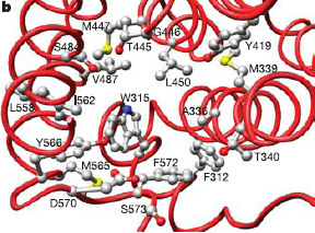 Трехмерная модель активного центра фермента гамма-гумулен синтазы. Буквенно-цифровыми обозначениями указаны 19 аминокислот, которые заменялись другими в процессе изготовления новых ферментов