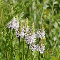 Рис. 1. Пальчатокоренник Фукса (Dactylorhiza fuchsii)