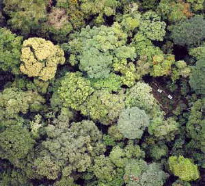 Вид сверху на полог тропического леса на острове Барро-Колорадо (зона Панамского канала, озеро Гатун). Показан участок размером 50 га. В правой части снимка виден «гэп» с меткой. Именно в этом лесу долго работал С. Хаббел, предложивший «теорию нейтральности» (© Stephanie Bohlman, Richard Grotefendt; фото с сайта dana.ess.washington.edu)