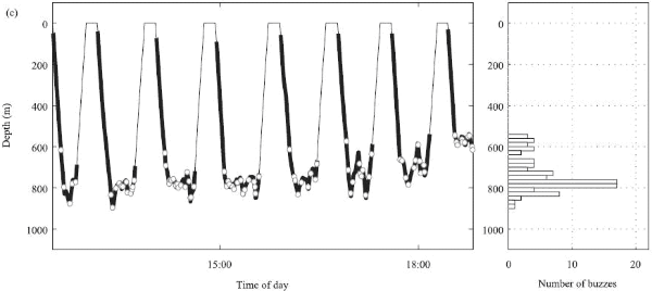 Пример диаграммы серии последовательных глубоких погружений кашалота в Лигурийском море. Жирным выделен участок пути, сопровождаемый щелканьем. Кружками обозначены моменты «жужжания». Справа диаграмма, показывающая распределения «жужжаний» (активного добывания пищи) по разным глубинам. Рис. из обсуждаемой статьи в Journal of Animal Ecology