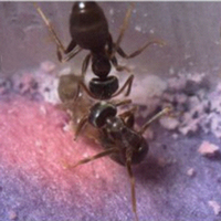 Рабочие муравьи Lasius neglectus проводят «разрушающую дезинфекцию»