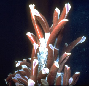 Вестиментиферы Riftia. Из хитиновых трубок торчат красные жаберные лепестки, через которые проникают в кровь и сероводород, и углекислый газ (фото с сайта www.sb-roscoff.fr)