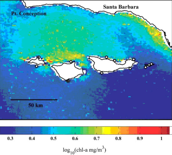 Среднегодовое содержание хлорофилла «a» в водах, прилегающих к островам Чаннелл. Именно по таким данным спутниковых съемок авторы могли косвенно судить об обеспеченности ресурсами (элементами минерального питания) бурых водорослей. Рис. из обсуждаемой статьи в Science