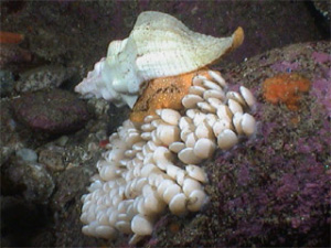 Брюхоногий моллюск трубач Kelletia kelletii около своей кладки яиц. Этот хищник, наряду с лангустом, оказывает значимое воздействие на бурые водоросли (фото с сайта www.metridium.com)