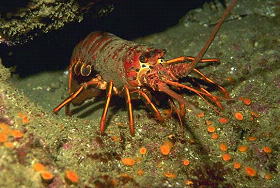 Лангуст Panulirus interruptus — хищник, который, как выяснилось, оказывает очень важное воздействие на экосистему зарослей бурых водорослей (фото с сайта cripens.inp.gob.mx)