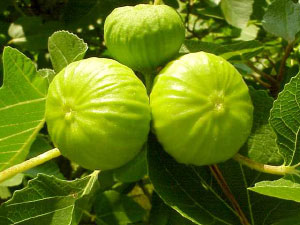 Инжир, возможно, был первым растением, которое люди научились выращивать. Не исключено, что этому способствовала поразительная легкость, с которой срезанные и посаженные в грунт ветки фигового дерева пускают корни и приживаются (фото с сайта www.arches.uga.edu)