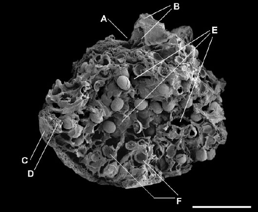 Обугленное соплодие домашней фиги из поселения Гилгал I. Масштаб 5 мм. «Входное отверстие» (A) окружено чешуйками (B). C — оболочка, D — мякоть, E — внутренняя часть соплодия с пустыми плодами-костянками (F). Изображение из статьи в Science