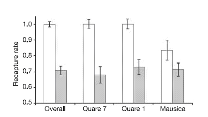 Выживаемость редкой морфы (светлые столбики) и обычной (массовой) морфы (серые столбики) самцов гуппи в двух притоках речки Куар (Quare 1 и Quare 7), в речке Маусика (Mausica) и усредненные данные по всем экспериментам на всех речках (Overall). Видно, что во всех случаях выживаемость более редкой формы достоверно выше. Рисунок из обсуждаемой статьи в Nature