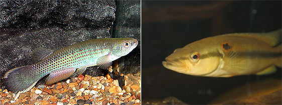 Хищники, нападающие в природных местах обитания на гуппи: вверху — Rivulus hartii, внизу — более крупная рыба Crenicichla alta (фото с сайтов www.killi.ru и filaman.ifm-geomar.de)