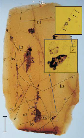 Один из срезов янтарной сосульки с ископаемой паутиной и прилипшими к ней насекомыми. Паутинные нити не видны на основной фотографии и поэтому прорисованы линиями. Радиальные нити b4 и b5 соединены перемычками c2 и c1. На врезках вверху справа видна нить с прилипшим клещом и капельками клея. Шкала 1 мм. Рис. из статьи в Science