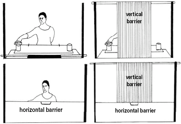 Схема эксперимента по нахождению спрятанной еды (рис. из статьи J.Riedel et al., Animal Cognition, 2006. V.9. P.27-35)