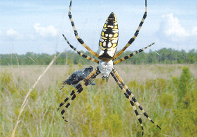 Желтый садовый паук (Argiope aurantia), весьма обычный во Флориде, часто обитает около водоемов. В его ловчую сеть попадают как наземные насекомые, например кузнечики, так и те, личинки которых развивались в воде, например ручейники. Таким образом, этот «верховный хищник» соединяет два совершенно разных «канала» — один начинается на суше, а другой в водоеме. Фото M.W.McCoy, Univ. Florida из заметки Роберта Хольта (Robert D.Holt, Ecology: Asymmetry and stability, Nature, 442, 252-253), прокомментировавшего обсуждаемую статью в Nature