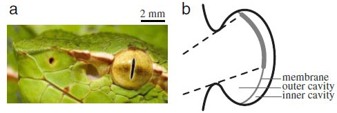 Расположенные около глаз змеи ямочки — это органы, чувствительные к тепловому излучению. Из-за большого диаметра входного отверстия «тепловое изображение» на мембране получается чрезвычайно размытым, но змея умудряется восстанавливать из него достаточно резкую картину окружающего мира (изображение из статьи Phys. Rev. Lett., 97, 068105)