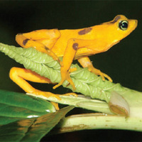 67% видов американских лягушек-арлекинов уже вымерли. Эта, желтенькая, еще жива (фото из журнала Nature)