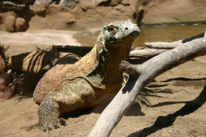 Гигантский варан, обитающий на островах Комодо, Ринджа, Падар и Флорес (Индонезия), — один из самых известных случаев «островного гигантизма» (фото с сайта www.elalmanaque.com)