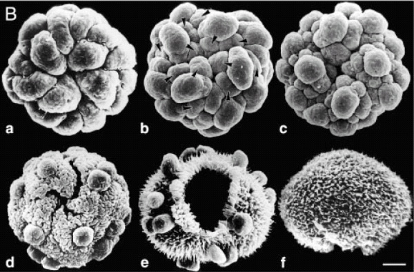 Так выглядит взросление Вольвокса. а) В течение первых пяти делений получается зародышевый диск из 32 одинаковых клеток, этот диск сворачивается в сферу и из стенки родительской колонии выходит во внутреннее пространство колонии. b) Шестое деление клеток дает по две неравных по размеру клетки, одну большую и одну маленькую. с) Большие клетки делятся еще несколько раз на неравные по размеру клетки, а потом и вовсе прекращают деление, а маленькие клетки в это время продолжают обычное равномерное деление. d) На одном конце сферического зародыша появляется крестообразное отверстие. e) Это один из самых волнующих эпизодов взросления Вольвокса. Все клетки до того момента располагались жгутиками внутрь, так получилось, когда зародышевый диск сворачивался в сферу в начале развития, то есть был вывернут наизнанку. Теперь же зародыш должен вывернуться на лицевую сторону. И вот зародыш через появившееся отверстие начинает это выворачивание. f) После того как зародыш вывернулся до конца и все его жгутики торчат наружу, он считается совершеннолетним, после только увеличивается в размерах и вскоре покидает родительскую сферу. Из статьи D.L.Kirk (2005)