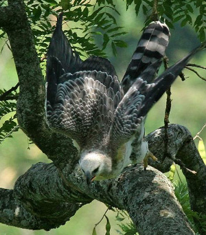 Венценосный орел и подобные ему пернатые хищники были смертельными врагами наших далеких предков — австралопитеков (фото © Yves Thonnerieux с сайта www.oiseaux.net)