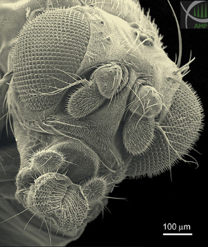 Трудно понять, что творится в душе мушки-дрозофилы, но некоторые тайны мушиного сознания уже начинают приоткрываться (фото с сайта www.biology.ualberta.ca)