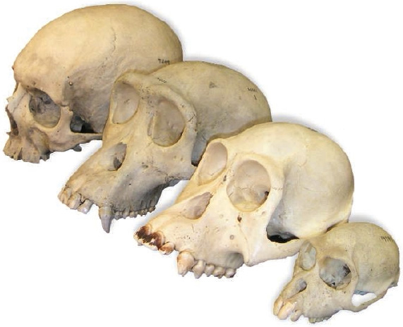 Черепа человека, шимпанзе, орангутана и макака вмещают мозг весом 1350, 400, 400 и 100 г. Рис. из статьи в Science