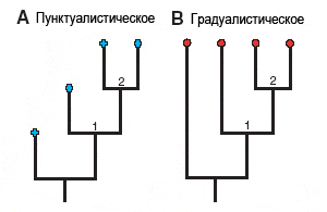 Если эволюция идет в соответствии с принципом «прерывистого равновесия», то есть скачками, эволюционные деревья должны выглядеть как на рисунке А. Если же эволюция идет с постоянной скоростью, правильным окажется рисунок B (рис. из обсуждаемой статьи в Science)