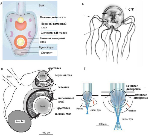 А. Схематическое изображение ропалия кубомедузы со всеми 6 глазами и статолитом. Б. Tripedalia cystophora, стрелками отмечены 4 ропалия. В. Анатомическая модель ропалия Tripedalia cystophora с двумя камерными глазами и статолитом. Г. Оптические модели глаз, использованные для определения фокусного расстояния (рисунки из Coates, 2003; Nilsson et al., 2005; Wehner, 2005)