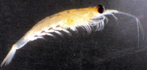 Рачок Euphasia pacifica. Его длина — около 2 см. Именно эти рачки, поднимаясь в темное время суток к поверхности в бухте Саанич, способствуют перемешиванию водной толщи. Фото из статьи Kerr R.A. Creatures great and small are stirring the ocean // Science. 2006. V. 313. P. 1717. Снимок автору статьи любезно предоставила Moira Galbraith