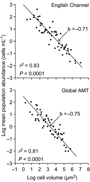 Зависимость численности разных фитопланктонных организмов (логарифм числа клеток в одном миллилитре) от размера клеток (логарифм объема клетки в кубических микрометрах). Верхний график — воды Ла-Манша (англичане его называют Английским каналом), нижний — воды открытой части Атлантического океана. Корреляция в обоих случаях очень высокая, но наклон линий регрессии примерно один и то же, значимо не отличающийся от –0,75. Рисунок из обсуждаемой статьи в Ecology Letters