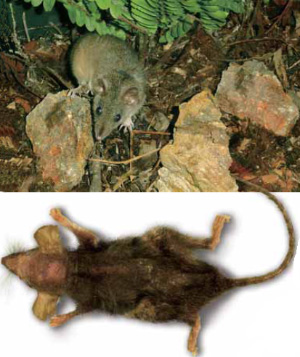 Самец сумчатой мыши до начала гона (вверху) и сразу после его окончания — погибший от истощения. Фото из статьи М.П.Мошкина, Л.А.Герлинской, Р.Нагатоми «Запах, который не лжет» из журнала «Наука из первых рук»